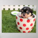 Suche nach teacup poster Chihuahua