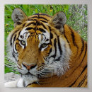 Suche nach sibirischer tiger poster Natur
