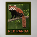 Suche nach red panda poster China