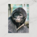 Suche nach affen visitenkarten Wild