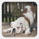 Suche nach englische bulldogge aufkleber Hund