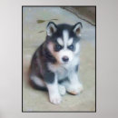 Suche nach siberian husky poster Geburtstag