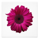Suche nach wunderlich poster Blume