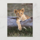 Suche nach safaritiere postkarten Wildtiere