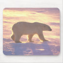 Suche nach eisbären mousepads Natur