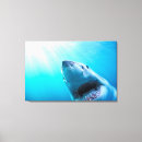 Suche nach weißer hai leinwandbilder Fisch