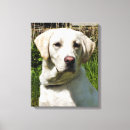 Suche nach labrador retriever leinwandbilder Tiere