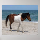 Suche nach wild horse poster Natur