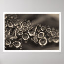Suche nach makro poster Regentropfen