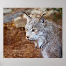 Suche nach der luchs poster Tiere