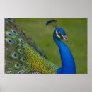 Suche nach schöner pfau poster Bunt