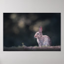 Suche nach osterhase poster Bunny rabbit