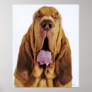 Suche nach jagdhund poster Haustiere