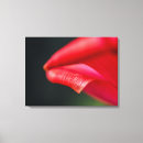 Suche nach rote tulpe Fotografie
