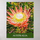 Suche nach protea blume poster Australisch