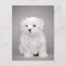Suche nach bichon postkarten Weiß