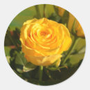 Suche nach fotografie aufkleber Rose
