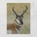 Suche nach trophäe postkarten Jagd