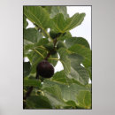 Suche nach feigen poster Frucht
