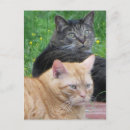 Suche nach felines postkarten Katzen