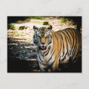 Suche nach brüllen postkarten Tiger