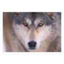 Suche nach grauwölfe poster Fauna