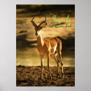 Suche nach impala poster Wildtiere