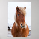 Suche nach icelandic poster Equus caballus