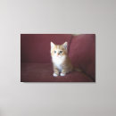 Suche nach sofa leinwandbilder Horizontal