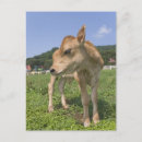 Suche nach stehende kuh postkarten Im freien