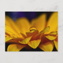 Suche nach wassertropfen postkarten Blume