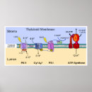 Suche nach membran poster Diagramm