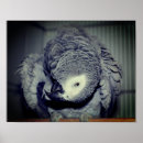 Suche nach albern poster Tier