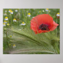 Suche nach rote mohnblumen poster Natur