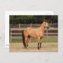 Suche nach quarter horse postkarten Rasse