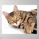 Suche nach bengalische katze poster Schön