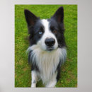 Suche nach border collie poster Grenzkollisionsliebhaber