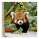 Suche nach roter panda poster Tierisch