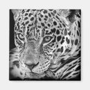 Suche nach jaguar magnete Natur