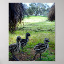 Suche nach australische vögel poster Vogelvogel