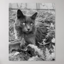 Suche nach schöne katzen poster Wand