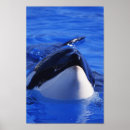 Suche nach killer whale poster Orca