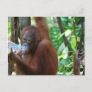 Suche nach sumatra postkarten Indonesisch