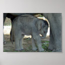 Suche nach babyelefant poster Tier