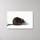 Suche nach ratte leinwandbilder Tier