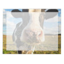 Suche nach kuh notizblock Vieh