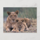 Suche nach okavango postkarten Botswana