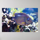 Suche nach orange fische poster Ozean