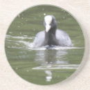 Suche nach weiße vögel untersetzer Natur
