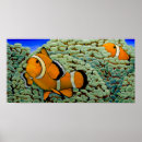 Suche nach clownfisch poster Fische